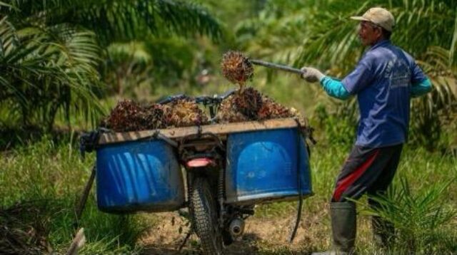 Desa Teluk Dalam Kelola Sawit dan Pasok Beras ke RSUD