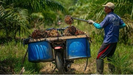 Desa Teluk Dalam Kelola Sawit dan Pasok Beras ke RSUD