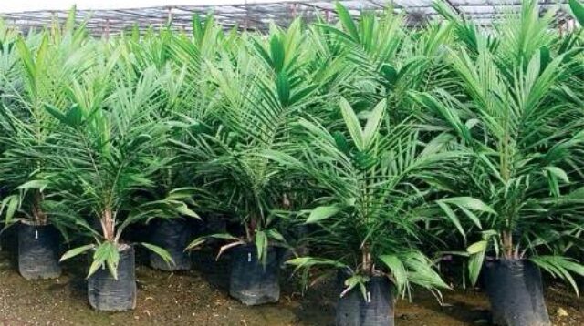 Sektor Perkebunan Margahayu Jadi Tulang Punggung Ekonomi