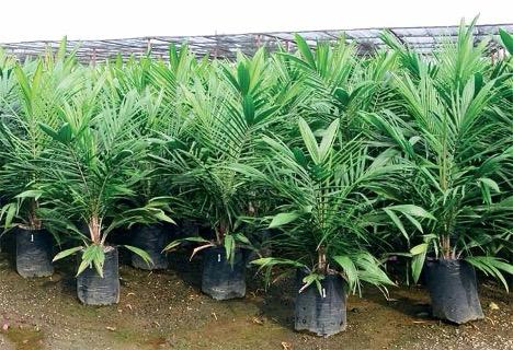 Sektor Perkebunan Margahayu Jadi Tulang Punggung Ekonomi