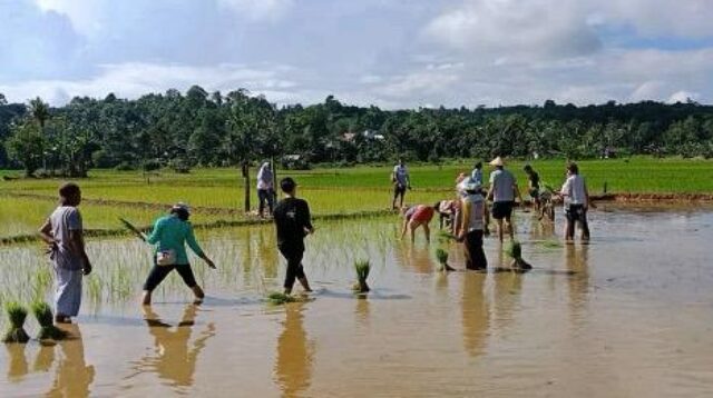 Lumbung Padi Sumber Sari Perkuat Peran BUMDes