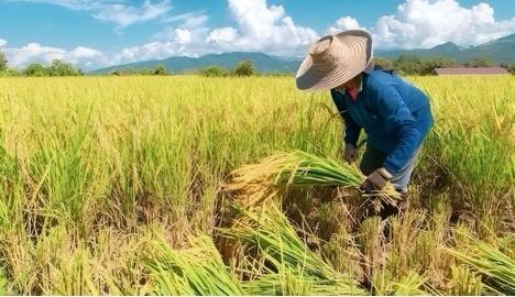 Desa Perjiwa Tenggarong Dorong Produktivitas Pertanian