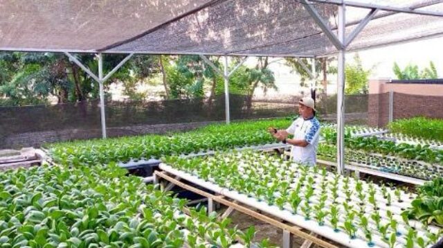 Desa Kota Bangun Ulu Kembangkan Ayam Petelur & Hidroponik