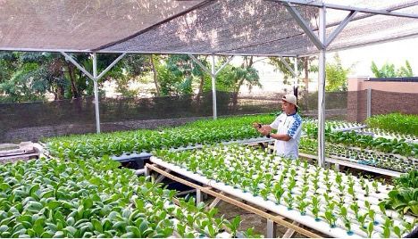 Desa Kota Bangun Ulu Kembangkan Ayam Petelur & Hidroponik